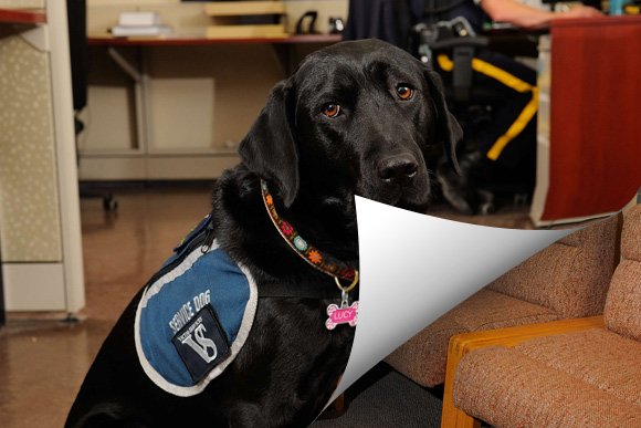 Lucy, Camrose and District Victim Services' victim service dog